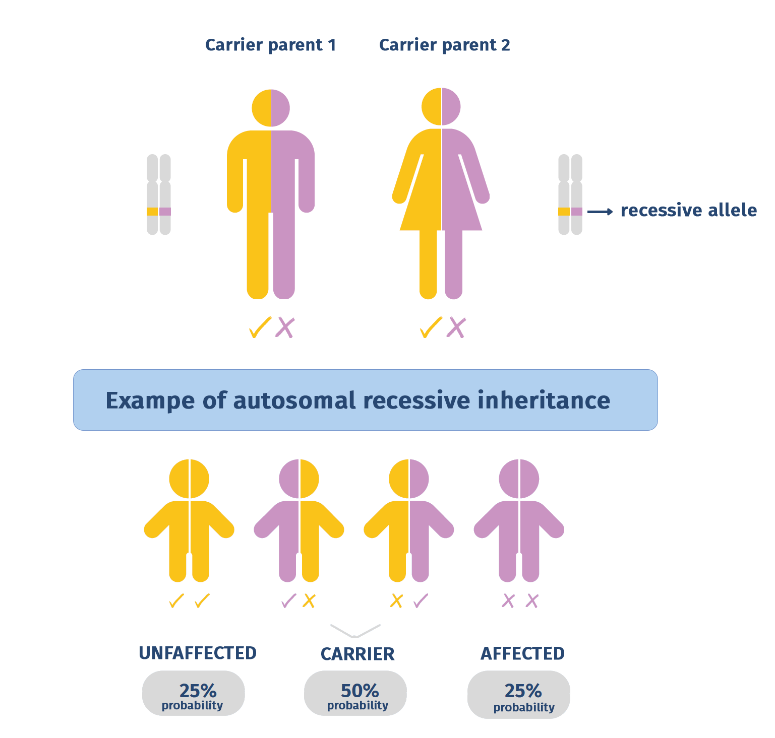 Example of autosomal recessive inheritance