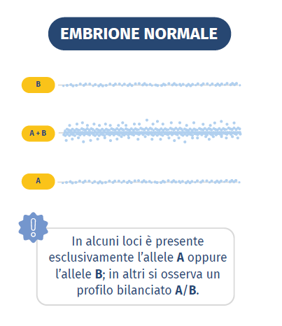 Embrione normale - analisi BAF basata su SNP
