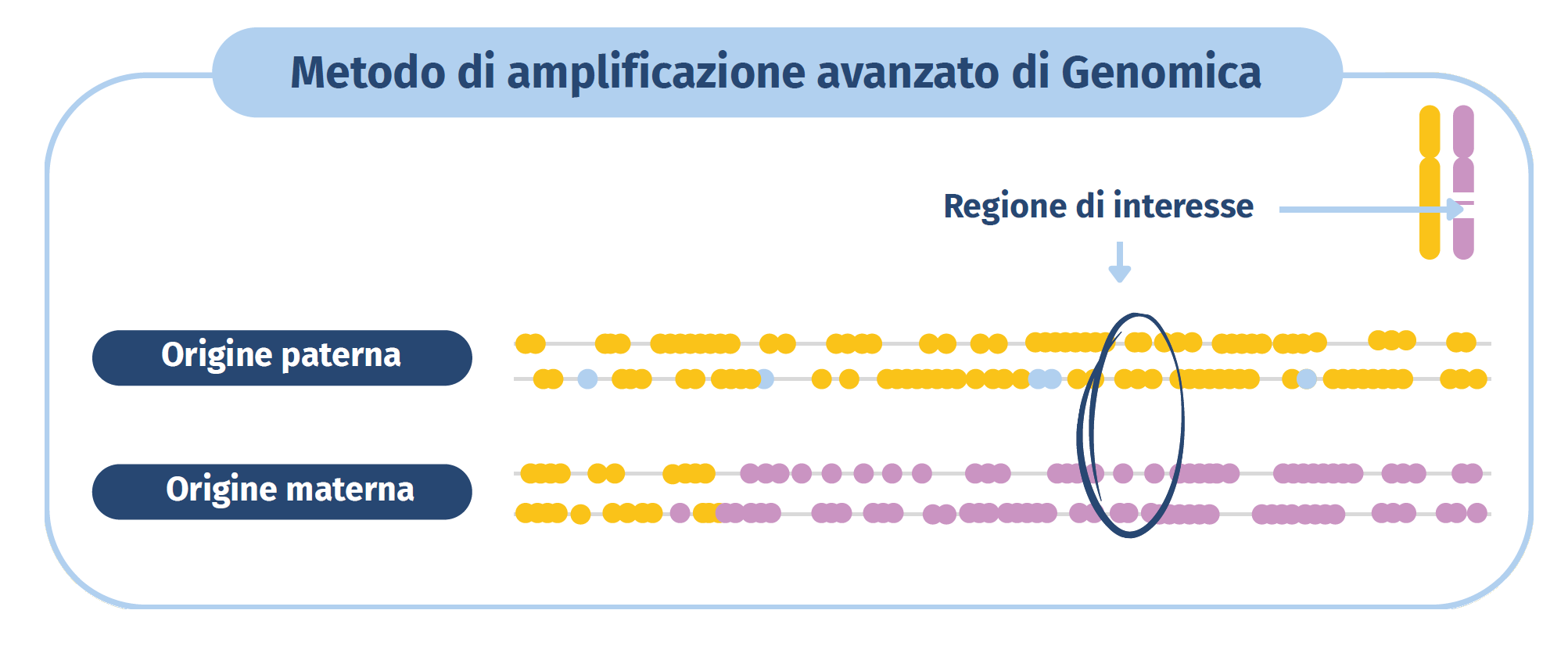 Metodo di amplificazione avanzato GENOMICA