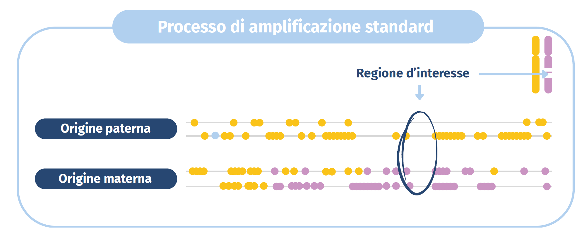 Metodo di amplificazione standard